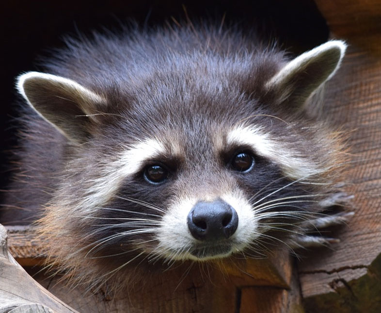 No Raccoons Were Squeezed in the Making of this DUI Hoax