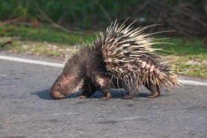 porcupine on road leads to Michigan DUI charge
